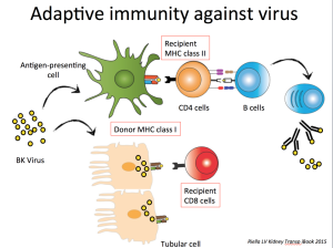 LVRiella Kidney Transplant iBook_virus response