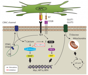 Novel role of Calcineurin Inhibitors in Curbing T Cells’ Sweet Tooth ...