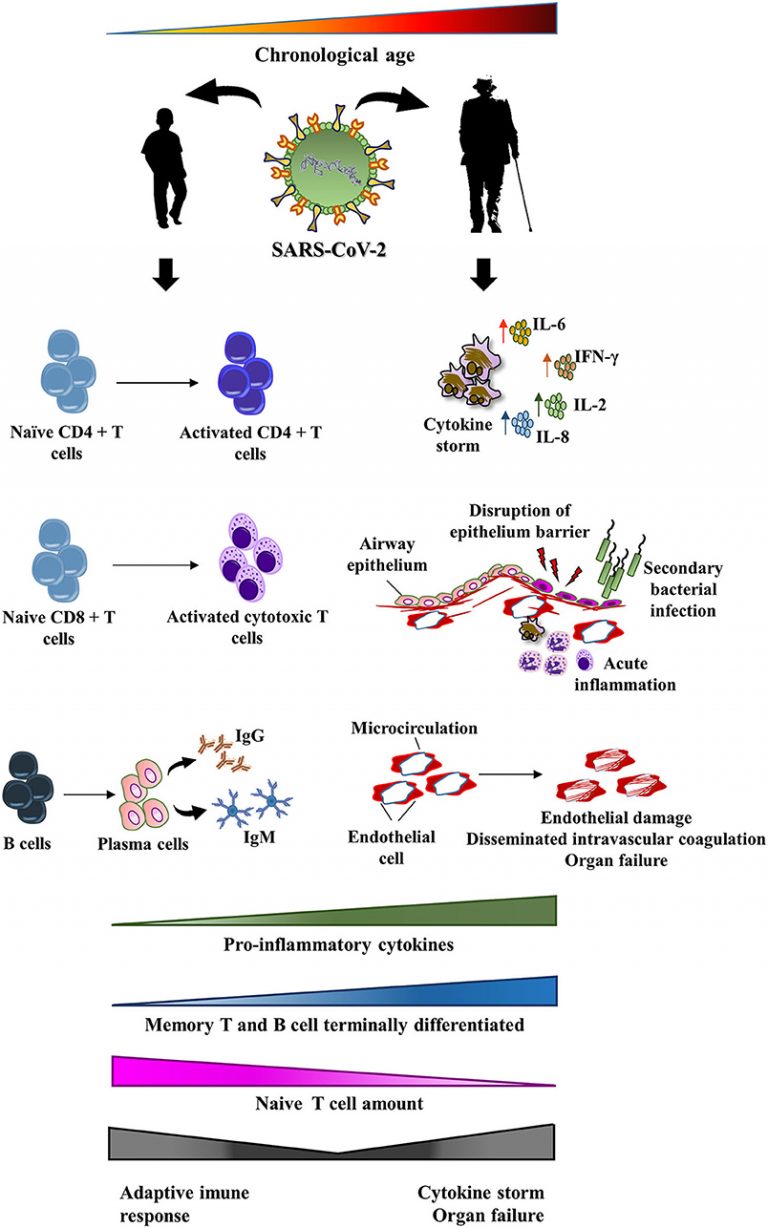 Remodeling Of The Immune Response With Aging: Immunosenescence And Its ...